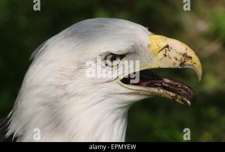 Mature North American Bald eagle (Haliaeetus leucocephalus), close-up of the head while feeding Stock Photo