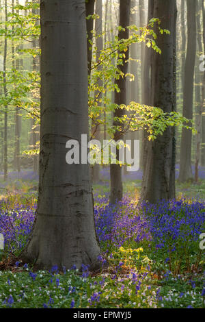 beech forest with bluebell flowers in spring, Hallerbos, Belgium Stock Photo