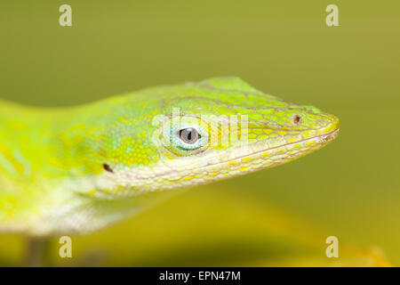 Close-up view of the head of a Carolina anole (Anolis carolinensis), aka a Green Anole. Stock Photo