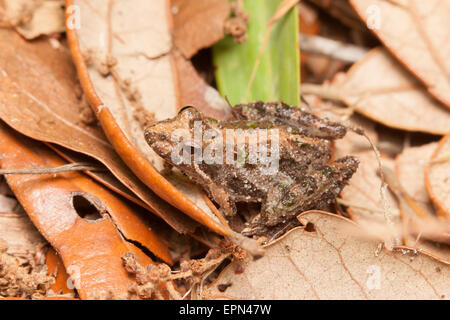 A Florida Cricket Frog (Acris gryllus dorsalis) sits motionless among leaves on the ground in Ocala National Forest. Stock Photo
