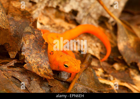 Red eft, Tunxis State Forest, Connecticut Stock Photo