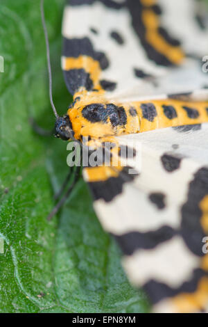 Abraxas grossulariata, Magpie moth Stock Photo