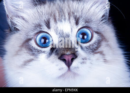 frightened young blue-eyed cat close up.Neva Masquerade cat Stock Photo