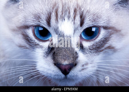 young blue-eyed cat closeup.Neva Masquerade cat Stock Photo