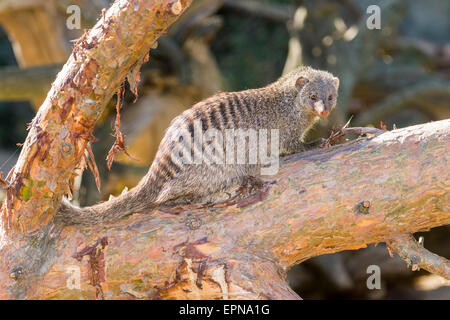 Banded Mongoose (Mungos mungo) on a tree, captive, Dresden, Saxony, Germany Stock Photo