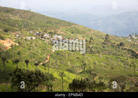 View over tea estate plantation, Haputale, Badulla District, Uva Province, Sri Lanka, Asia Stock Photo