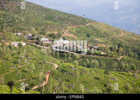 View over tea estate plantation, Haputale, Badulla District, Uva Province, Sri Lanka, Asia Stock Photo