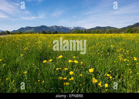 Spring meadow with dandelions and buttercups, Brauneck and Benediktenwand, Wackersberg, Isarwinkel, Upper Bavaria, Bavaria Stock Photo