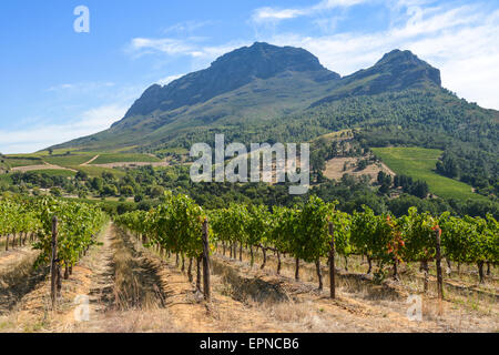 Vineyard in Stellenbosch, Cape Winelands District, Western Cape Province, Republic of South Africa Stock Photo