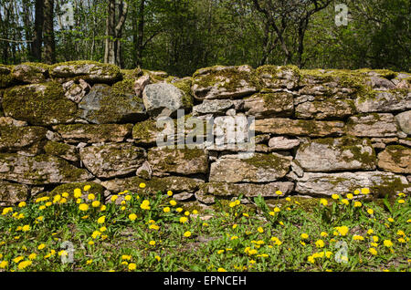 Detail of an old mossy stone wall with blossom dandelions at spring Stock Photo
