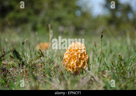 False morel mushroom closeup from a swedish grassland. This is poisonous. Stock Photo