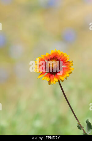 Collage with beautiful  Indian blanket flower and summer colorful background. Stock Photo