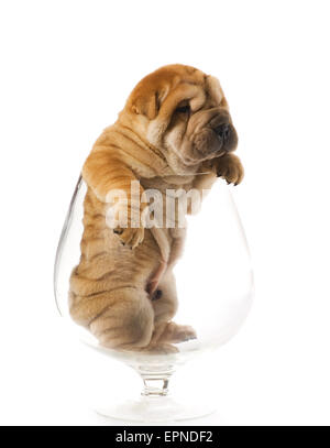 Sharpei puppy inside glass isolated on white background (studio shot) Stock Photo