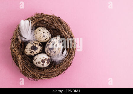 Quail egg in nest, spring and easter with white feathers Stock Photo