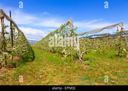 Commercial apple orchard, Sisteron, France. Stock Photo