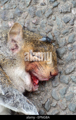 Dead Grey Squirrel on the road - roadkill. Bluebottle fly Stock Photo