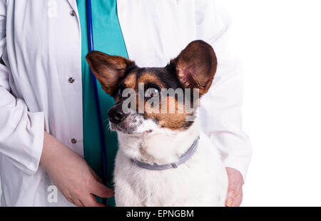 Vet with dog, sick dog visits the animal Doctor who does the examination, isolated on white Stock Photo