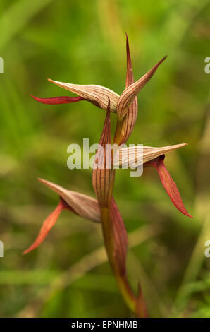 Tongue Orchid profile - Serapias strictiflora Stock Photo