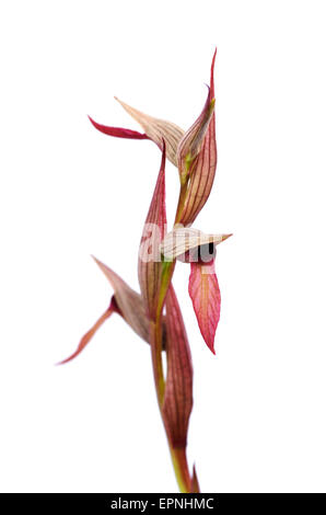 Tongue Orchid isolated - Serapias strictiflora Stock Photo