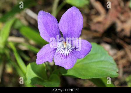 Common Dog-violet Viola riviniana Stock Photo