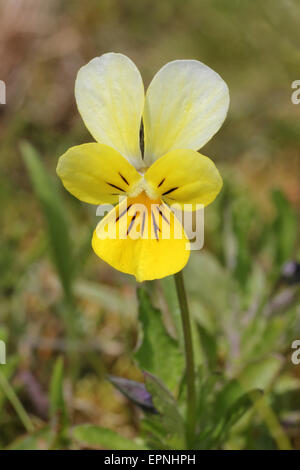 Field Pansy Viola arvensis Stock Photo