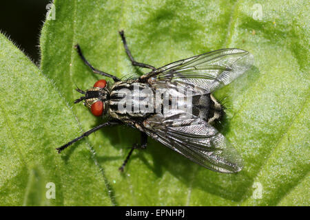 Flesh Fly Sarcophaga sp Stock Photo