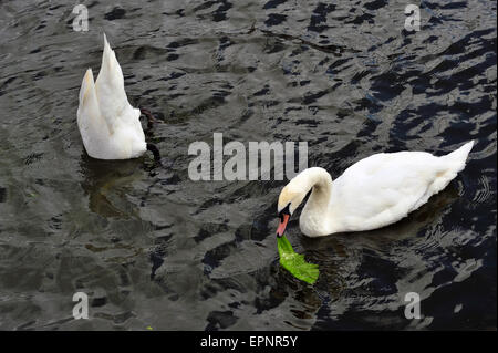 A pair of swans floating in the waters of Bristol Harbour in the UK. Stock Photo