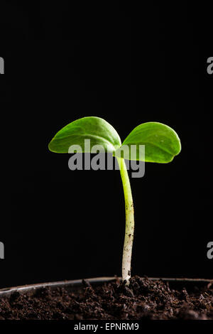 Growing seedling Spring Close-up Black background zucchini Stock Photo