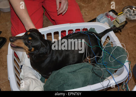 Having acupuncture performed on our miniature dachshund in Ontario Canada