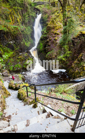 Aira Beck plummets over Aira Force, near Ullswater, Lake District, Cumbria Stock Photo