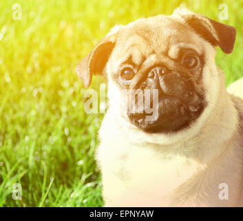 Cute pug portrait against green grass Stock Photo