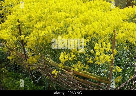 yellow dyers woad plants in english garden Stock Photo