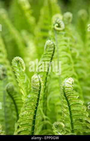 Shuttlecock Fern "Matteuccia struthiopteris" Stock Photo