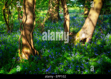 Bluebells in the New Forest, Hampshire, England, UK Stock Photo