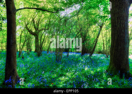 Bluebells in the New Forest, Hampshire, England, UK Stock Photo