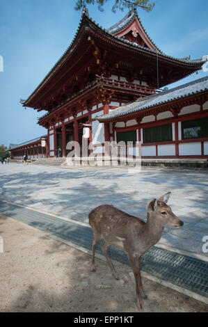 A deer in front of one of the entrance of Todaiji Temple in Nara Japan Stock Photo