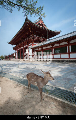 A deer in front of one of the entrance of Todaiji Temple in Nara Japan Stock Photo