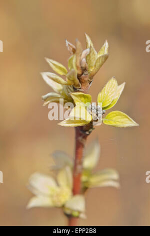 Cornus sanguinea Midwinter Fire with spiders web Stock Photo