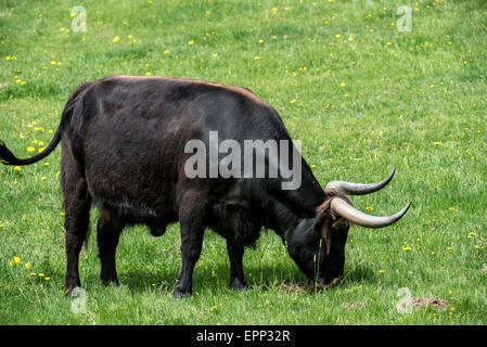 Heck cattle (Bos domesticus) grazing in meadow. Attempt to breed back the extinct aurochs (Bos primigenius) Stock Photo