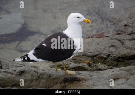 Southern Black Backed Gull Larus dominicanus on a rocky New Zealand shoreline Stock Photo