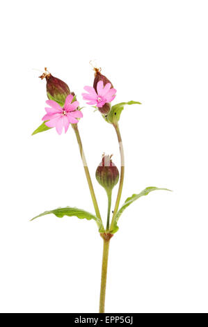 Red campion, Silene dioica, flowers and seed heads isolated against white Stock Photo