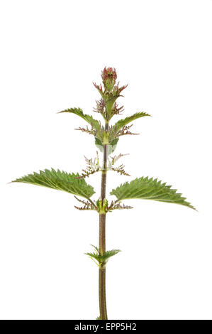 Flowering stinging nettle, Urtica dioica or common nettle isolated against white Stock Photo