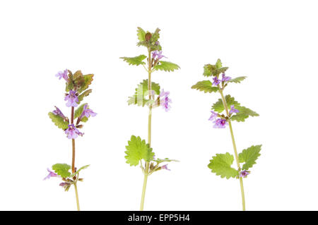 Ground ivy,Glechoma hederacea, wild flowers isolated against white Stock Photo