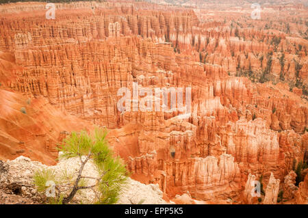 Bryce Canyon amphitheater red west USA utah 2013 Stock Photo