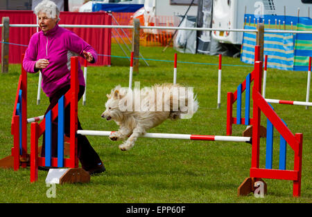 Highly trained domestic pet dog with its owner in an agility competition involving jumps and ramps Derbyshire England UK Stock Photo