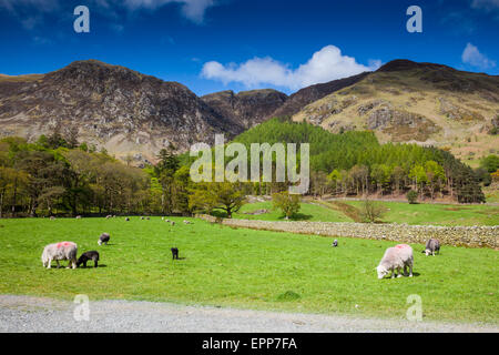 Herdwick sheep grazing beside Buttermere in front of Kirk Close and High Snockrigg, Buttermere, Lake District, Cumbria Stock Photo