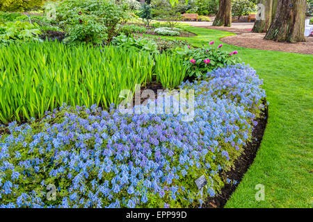 Beautiful, botanic garden in Spring. Beautiful Corydalis Flexuosa in full bloom, close up Stock Photo