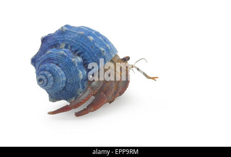 A hermit crab isolated on white side view Stock Photo