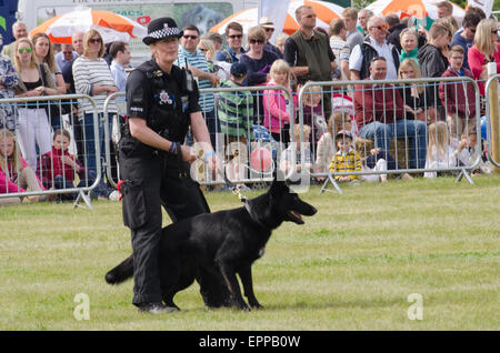 Essex Police dog demonstration at Essex Young farmers show Stock Photo