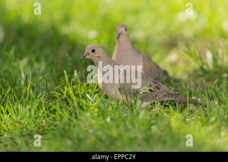 Pair of Mourning Doves foraging in green grass. Stock Photo